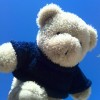 bear-D