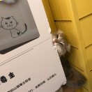 kong空s