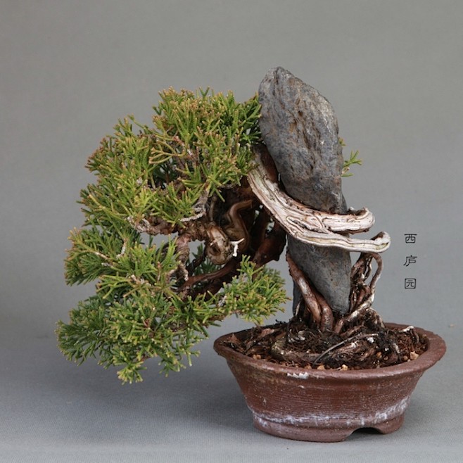 附石系鱼川真柏小品盆景微型盆景西庐园盆景附石盆景淘宝网