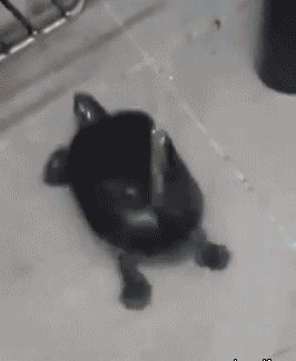 洗刷刷小乌龟一边洗澡一边扭屁股