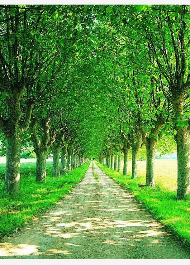 绿意葱葱的林荫小道创意素材