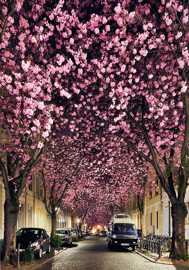 在德国波恩的樱花大道