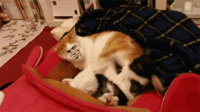 290_163gif 动态图 动图