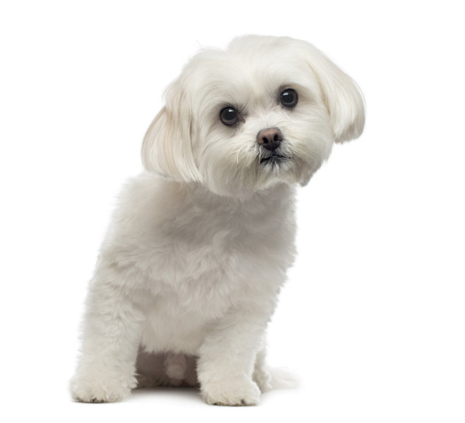 比熊犬狗