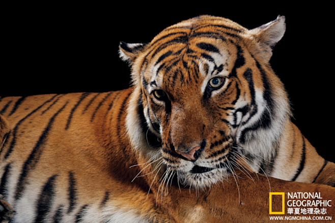 公斤自20世纪30年代以来已有三个老虎亚种灭绝马来西亚虎以及其他四五