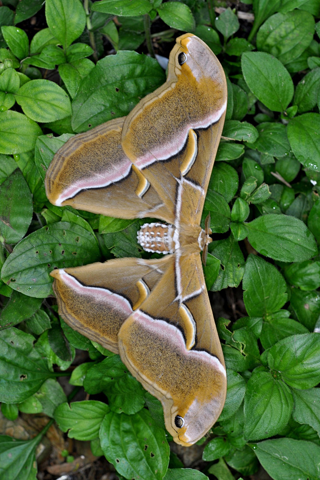 鳞翅目天蚕蛾科天蚕蛾