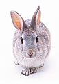 动物#兔子