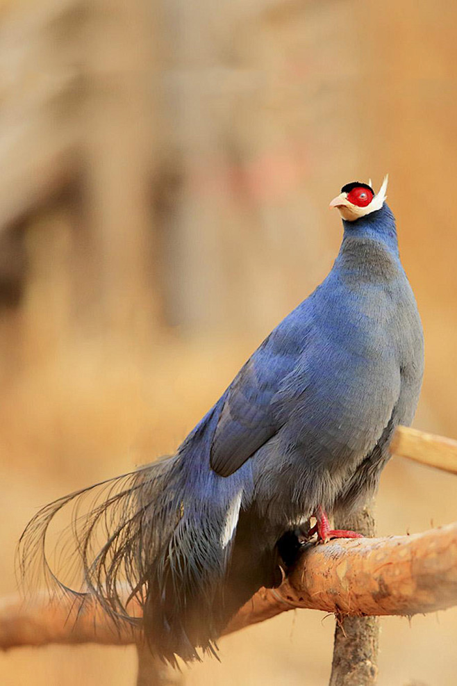 09:29:23鸡形目·雉科·马鸡属:蓝马鸡风景/自然/动物mikea该采集也在