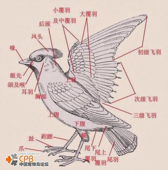 鸟类身体部位示意图图片
