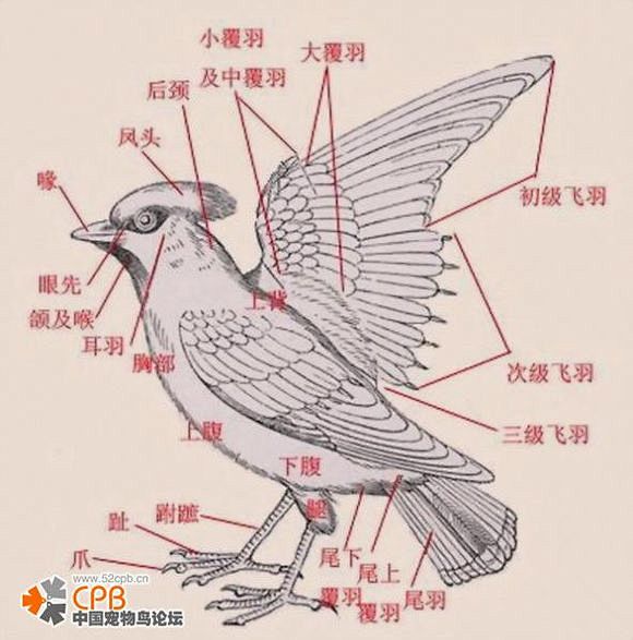 鸟的结构示意图图片