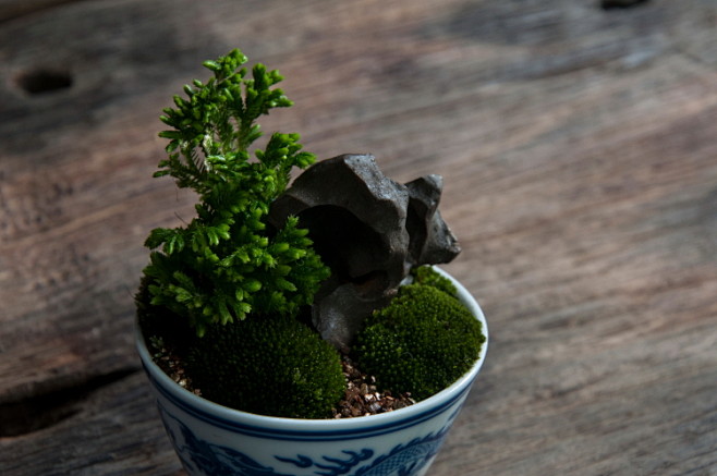 言合说微景观苔藓盆景茶室雅玩枯山水珊瑚桌面摆件礼物淘宝网