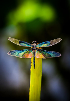 pinterest.comlarge goliath beetle - goliath b