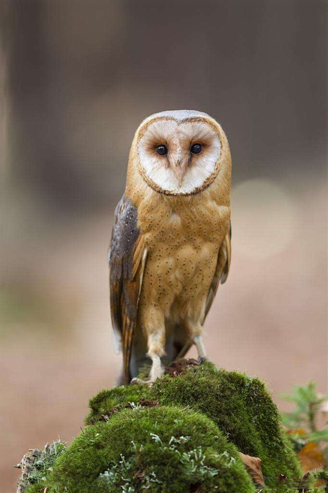 鸮形目草鸮科草鸮属草鸮正面