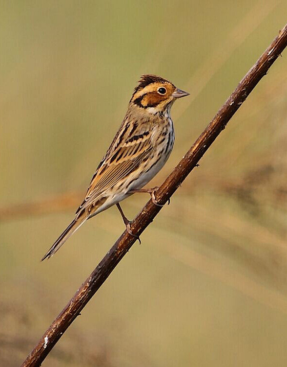 小鹀鸟纲国家三级保护动物