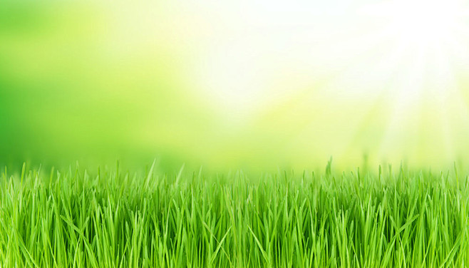 春天草地背景图片