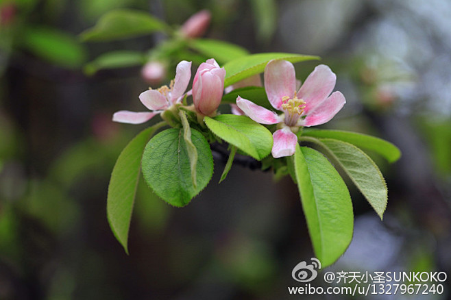 木瓜花薔薇科木瓜屬落葉喬木別名榠楂木李光皮木瓜枝無刺樹皮片狀剝落