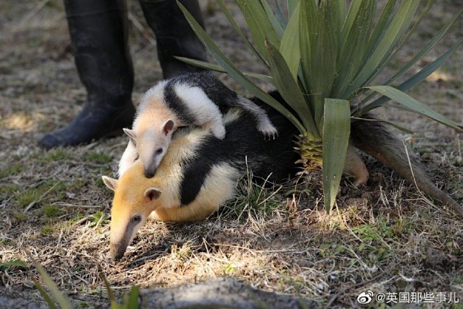 从小就穿着黑色背心的小食蚁兽宝宝有着和来自英国那些事儿微博