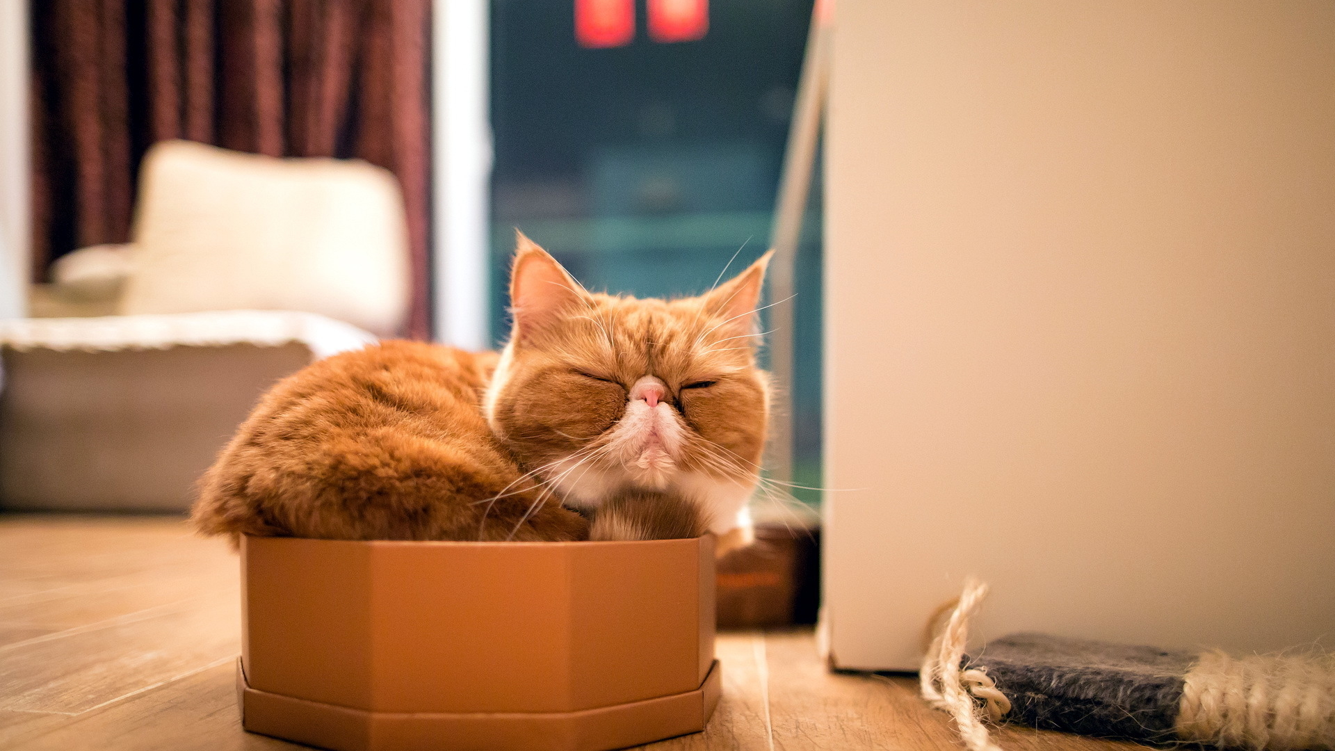 hello_cat