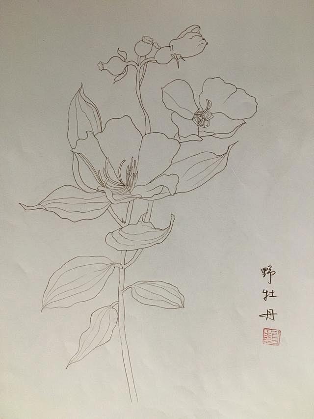 二十幅花卉植物临摹画画线稿作品