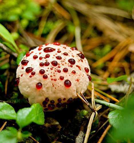 出血齿菌也被称之为恶魔牙齿或者草莓加奶油并不具有毒性