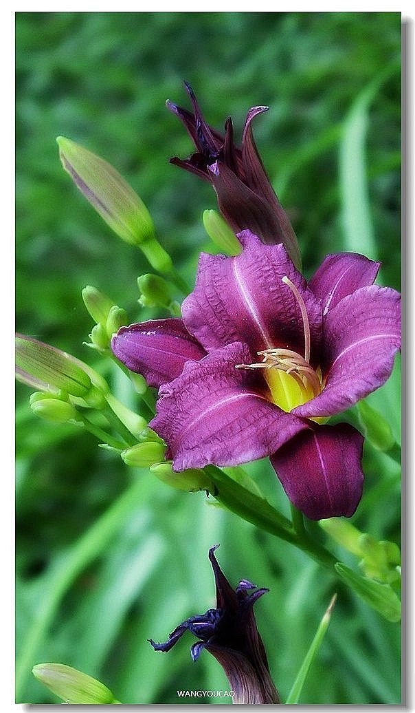 罕见紫色大花萱草