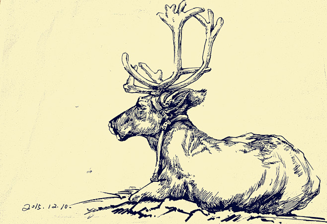 线描钢笔画动物速写