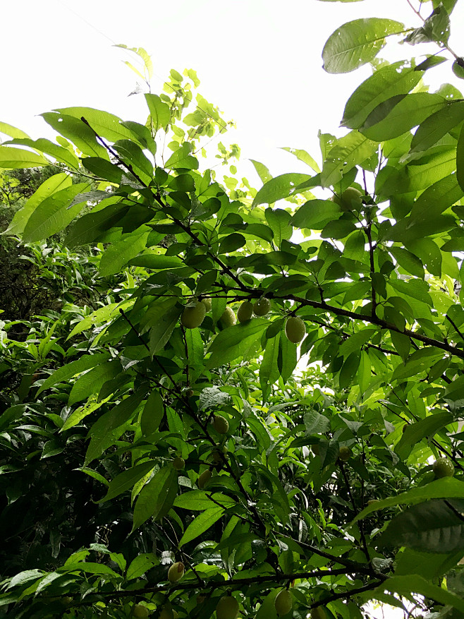 开花结果的桃树