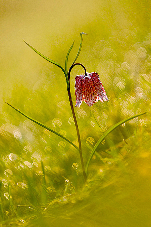 photographcheckeredlilybyhunter2000on500px