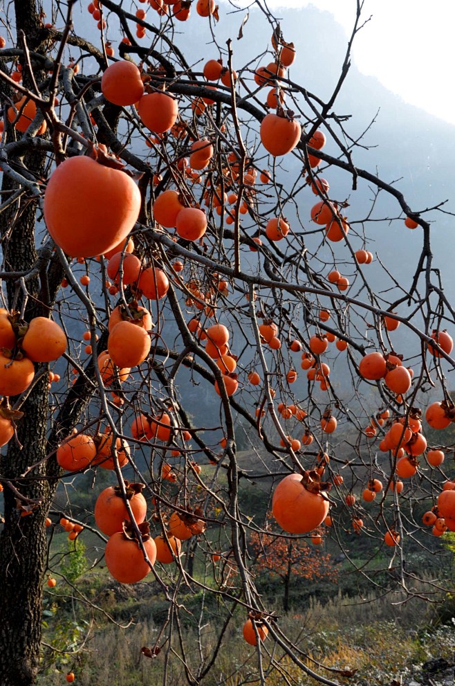 秋天的果园柿子图片