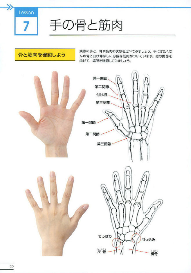 人体手部结构图及名称图片