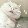 超能力喵
