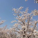 辰辰迷