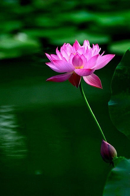 一花一世界一叶一菩提一念一清静心似莲花开