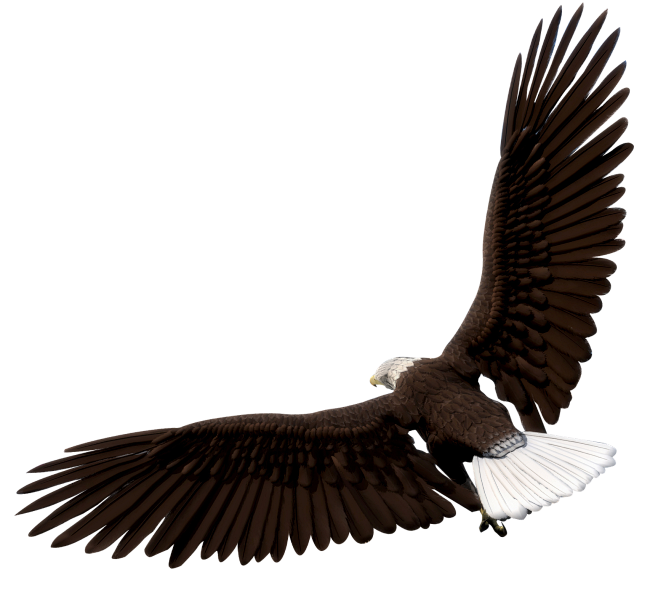 老鹰素材