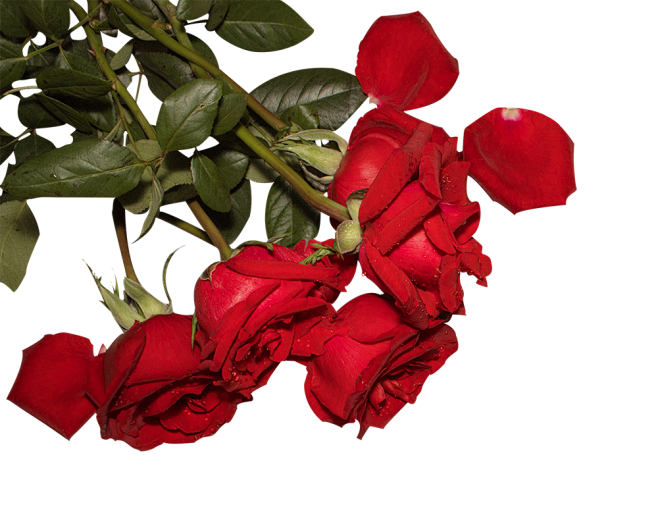 芃羽1从30小叨转采于2021-03-05 14:35:10玫瑰花png活动素材芃羽1该