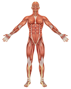 次时代角色参照