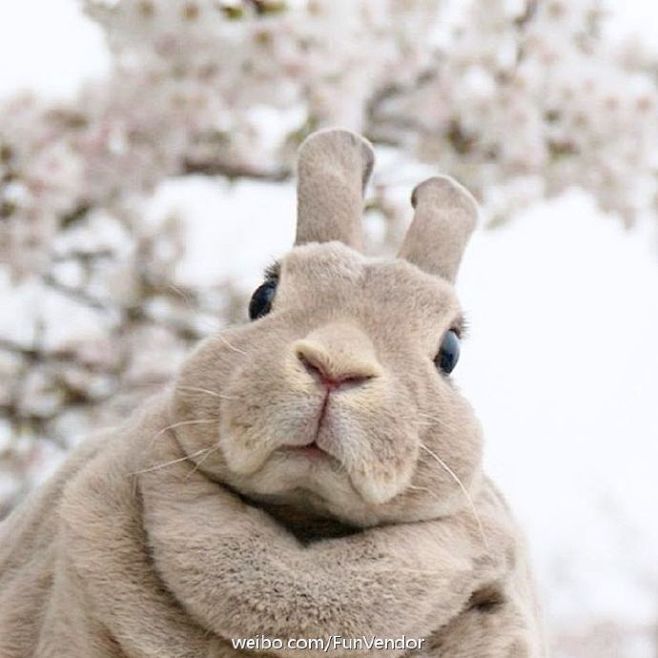 pet呆萌胖兔olive