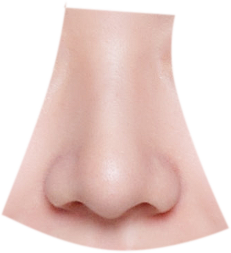 证件照素材五官眉毛素材五官素材4鼻子4