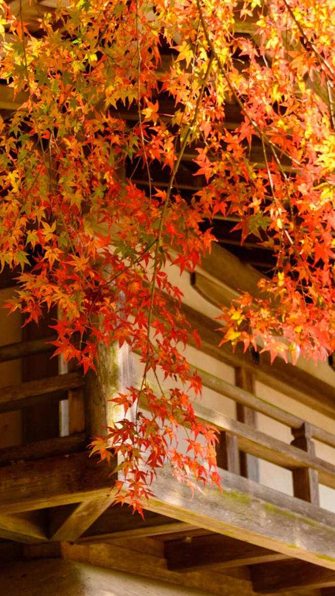 兔姜哥子从许半仙仙仙转采于2021-08-19 10:05:17秋季照片兔姜哥子该