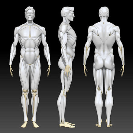 绘画学习人体全身绘画参考资料值得收藏下转需