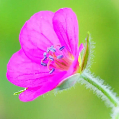 ·菩提心·采集到《花影迷离》