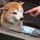 厂犬