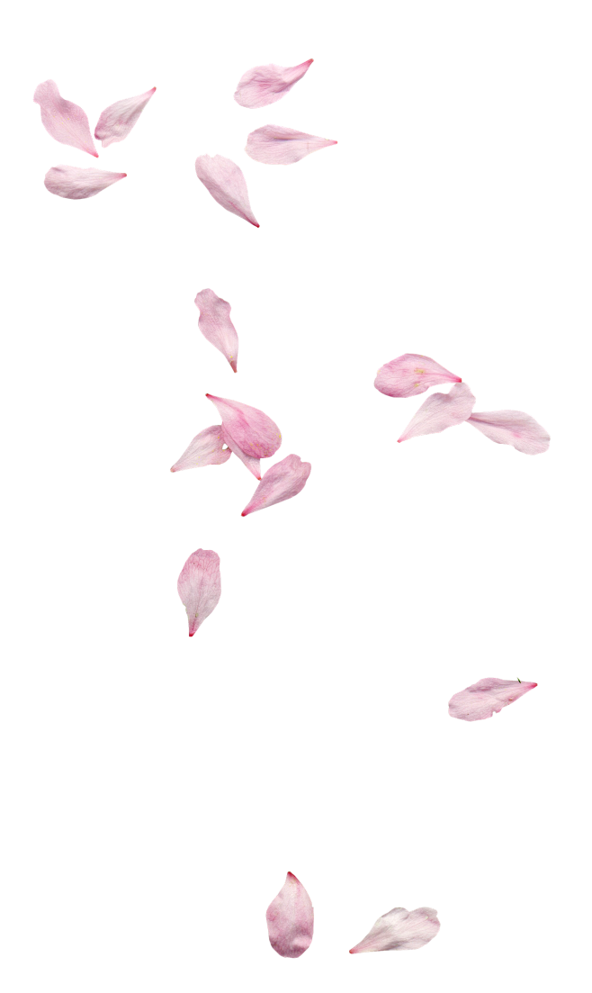 花瓣素材png素材玫瑰花瓣樱花桃花飘落飘洒散落情人节浪漫素材前景