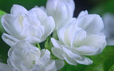 ·菩提心·采集到《花影迷离》