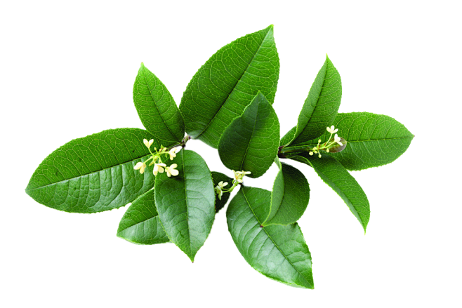 桂花树叶叶子png