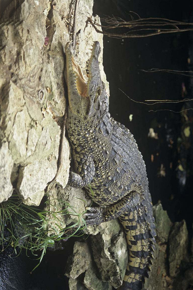 鳄目鳄科鳄属古巴鳄