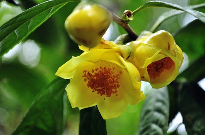 茶花的名贵品种金花茶