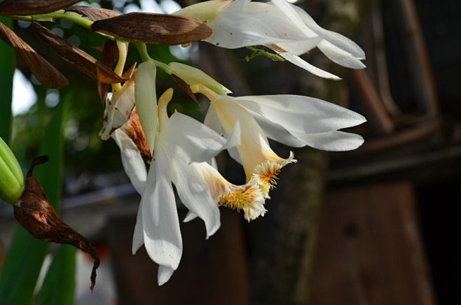 大风子科泰国大风子hydnocarpusanthelminticapierre普洱三棵针新浪