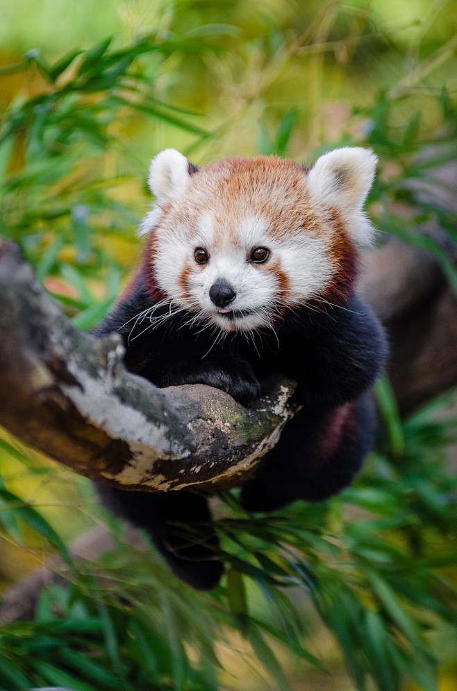 redpandabymathiasappel