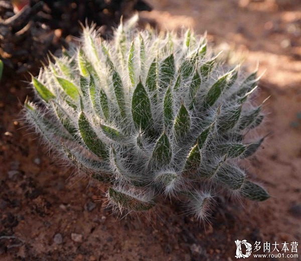 香果石蒜属世界上最神奇的球根植物需要坚持与等待的美丽品种识别多肉